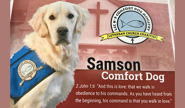 Samson Comfort Dog